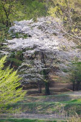 春の日差しを浴びて静かに咲く山桜